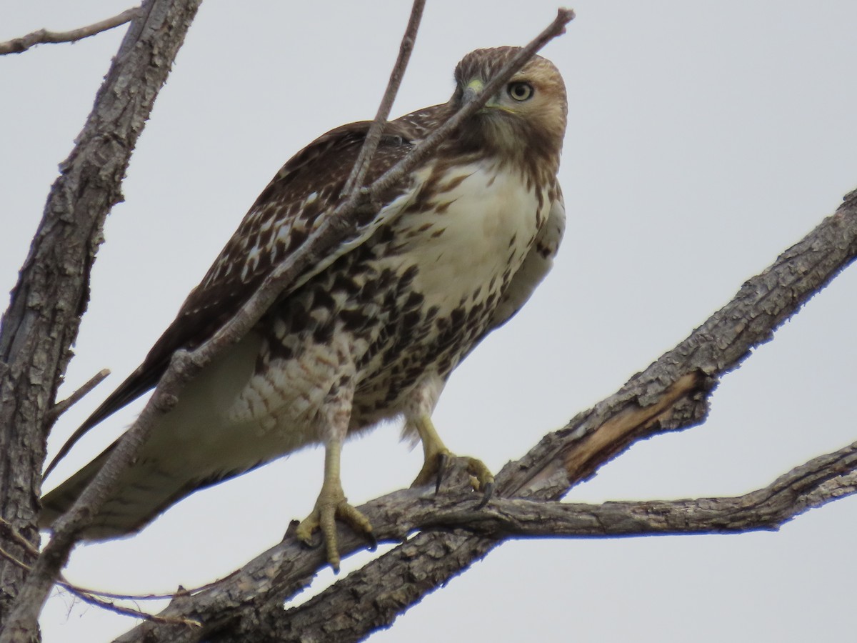 Red-tailed Hawk - ML641949489