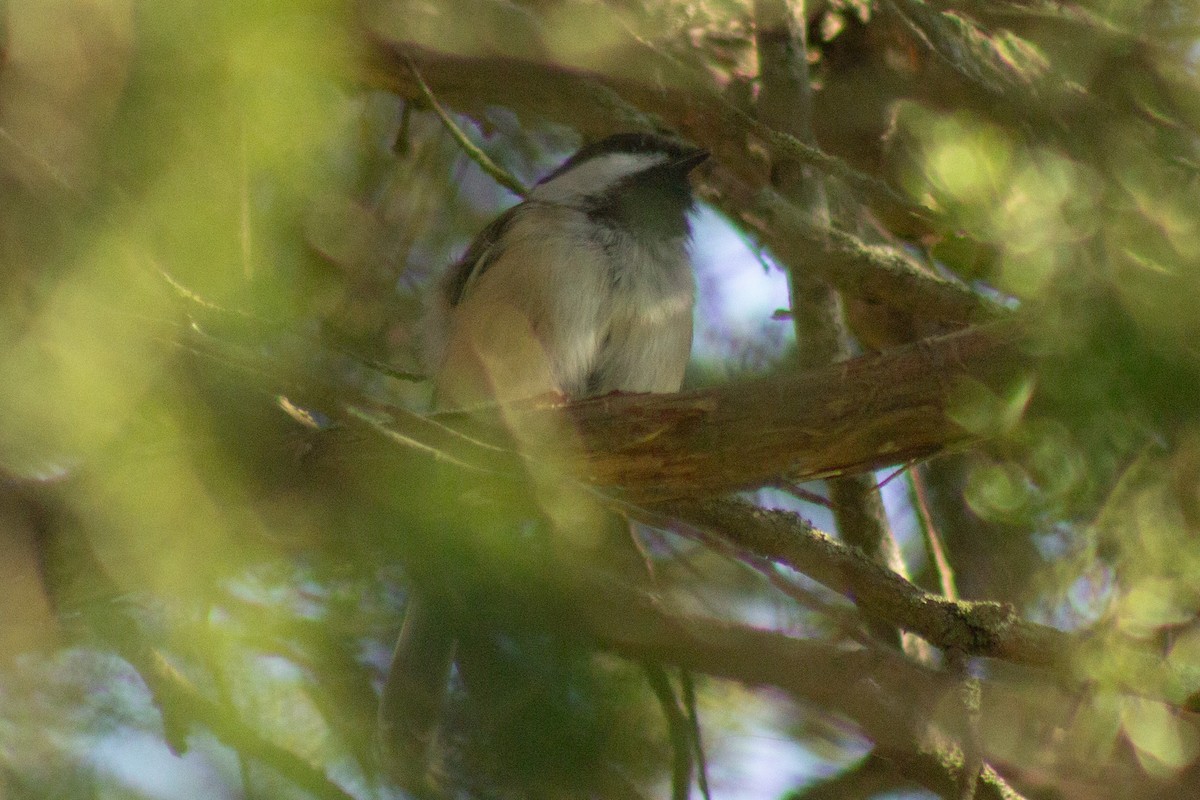 Black-capped Chickadee - ML641949491