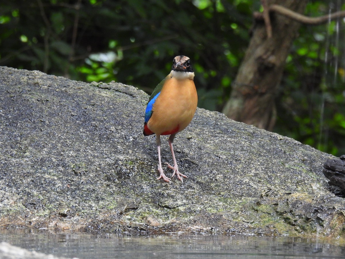 Blue-winged Pitta - ML641949565