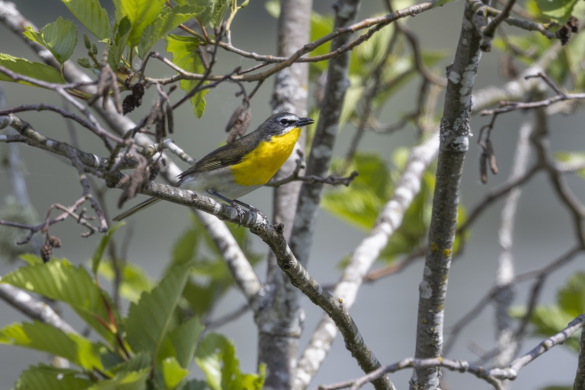 Yellow-breasted Chat - ML641949566