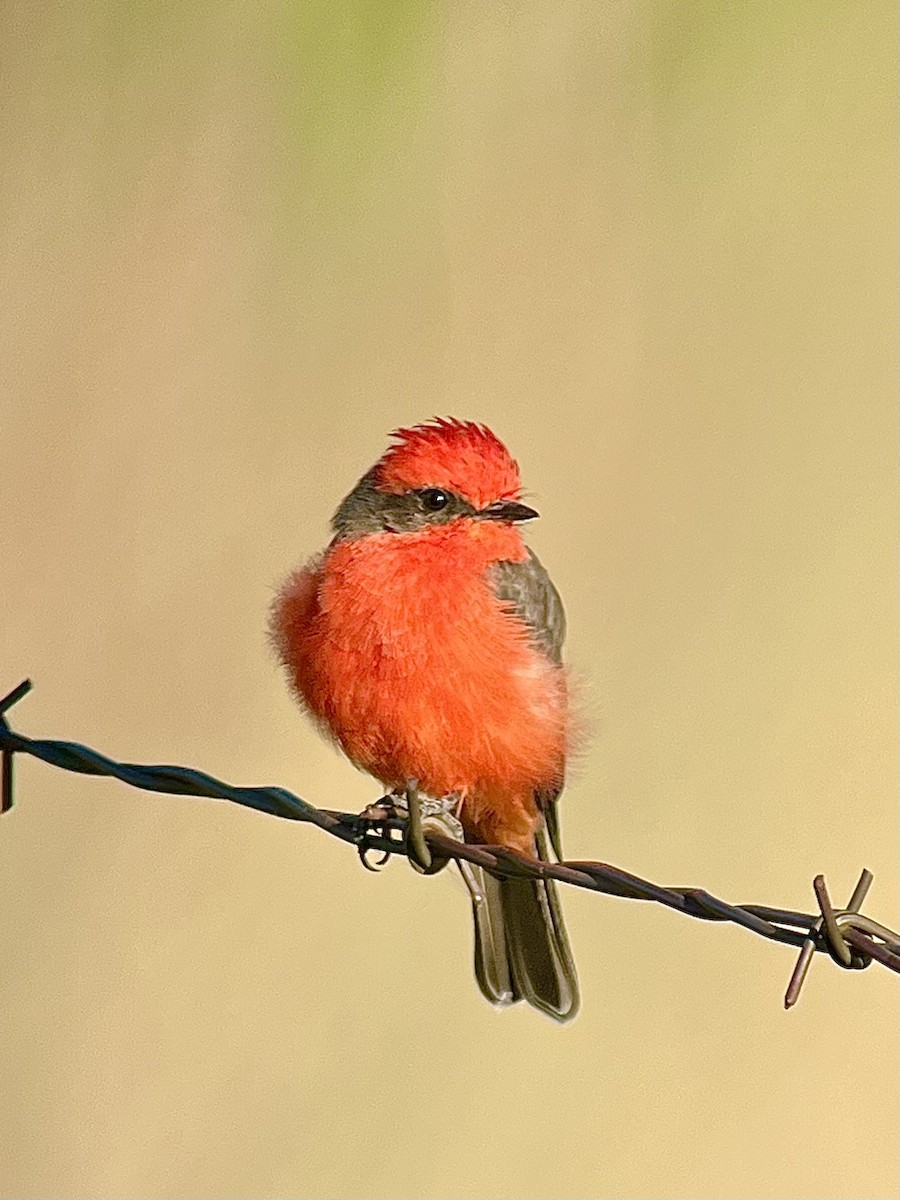 Vermilion Flycatcher - ML641949568