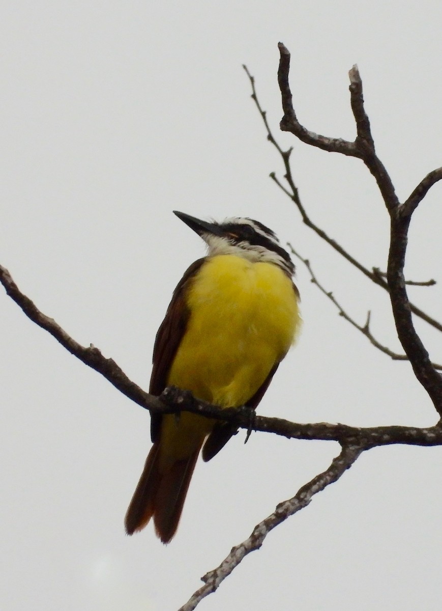 Great Kiskadee - ML641949574