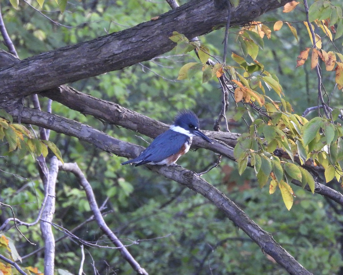 Belted Kingfisher - ML641949577