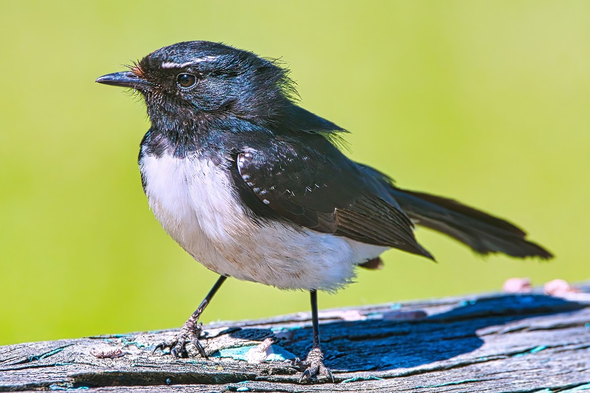 Willie-wagtail - ML641949579