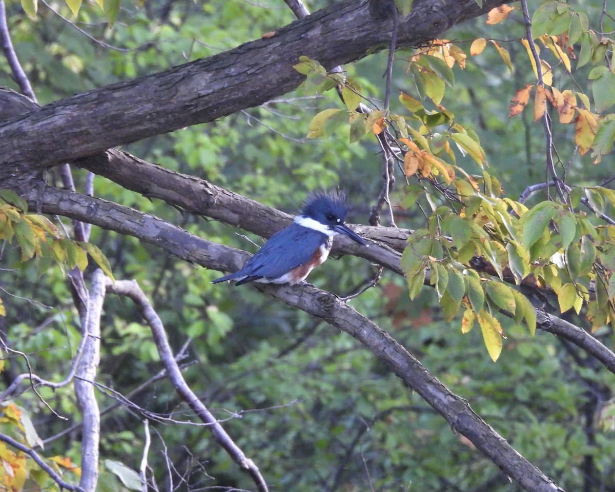 Belted Kingfisher - ML641949580