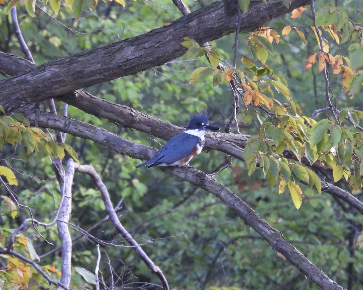 Belted Kingfisher - ML641949584