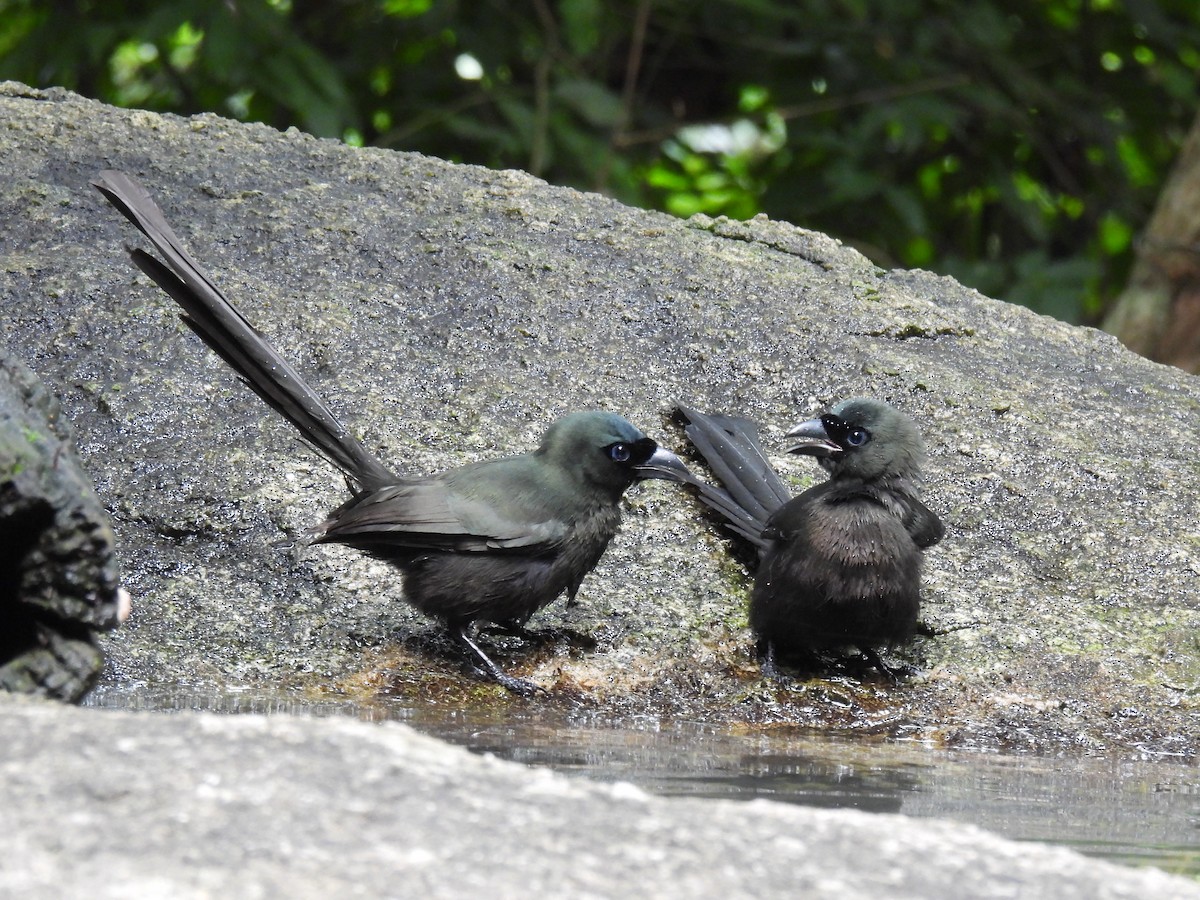 Racket-tailed Treepie - ML641949585