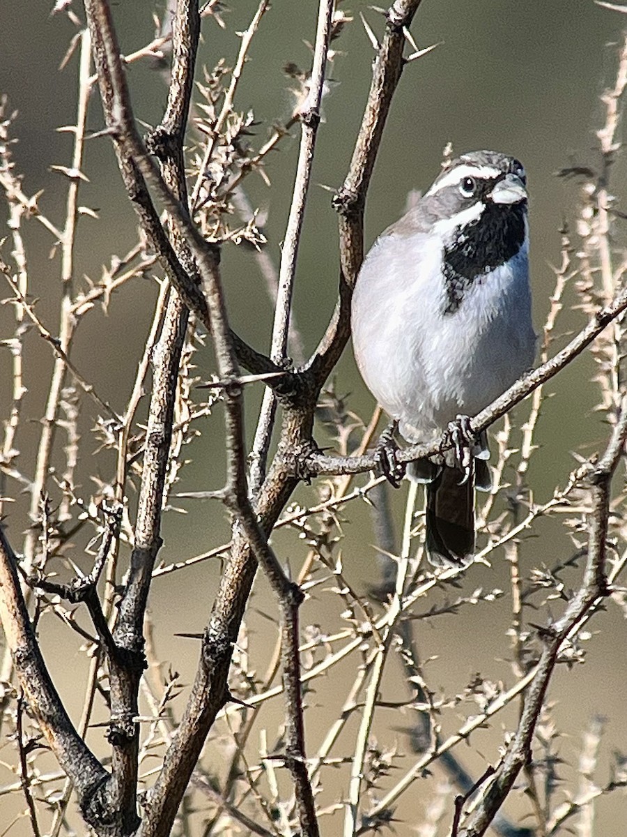 Black-throated Sparrow - ML641949590