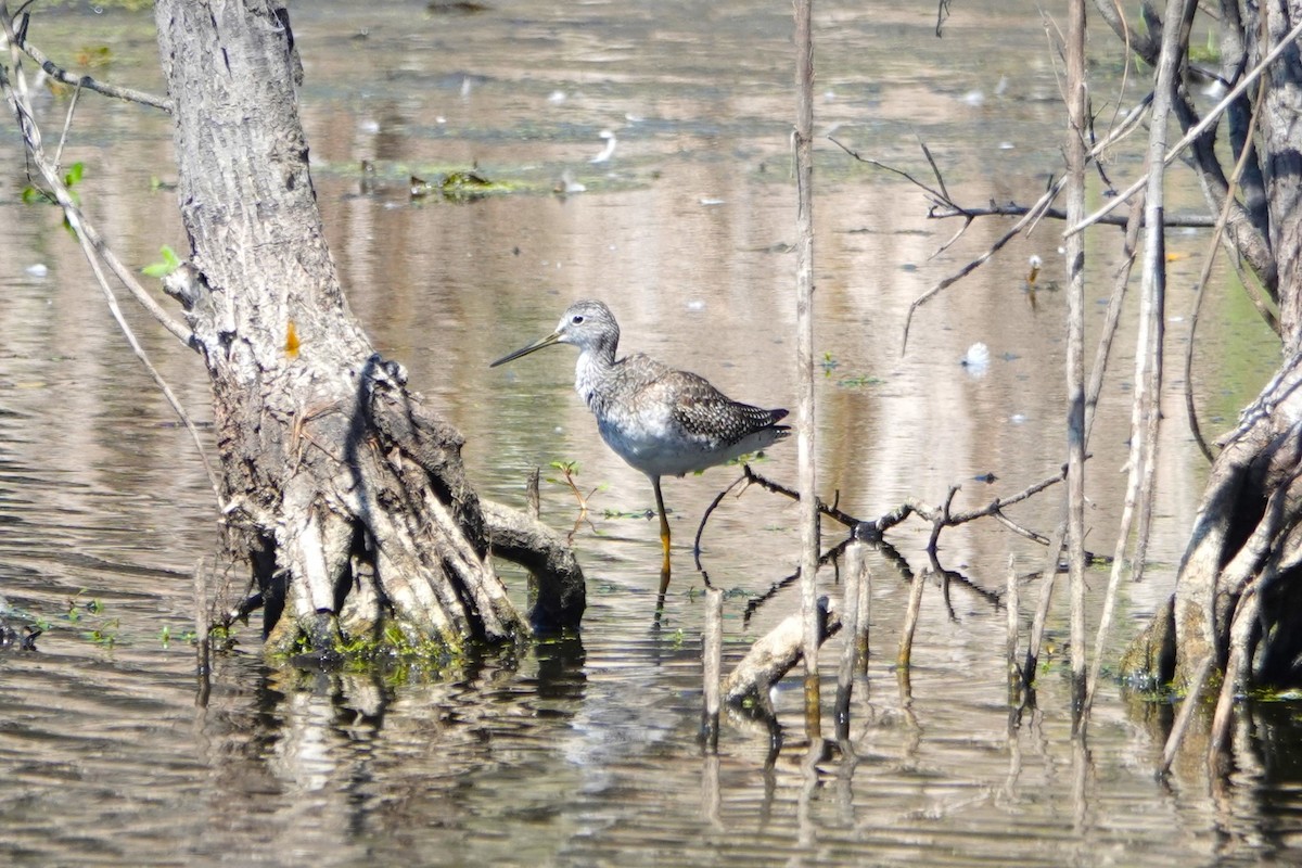 Greater Yellowlegs - ML641949596