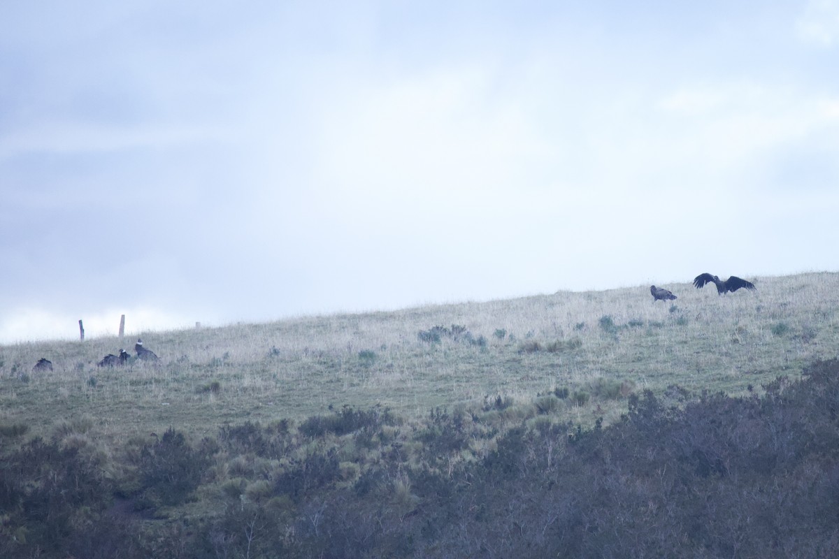 Andean Condor - ML641949615