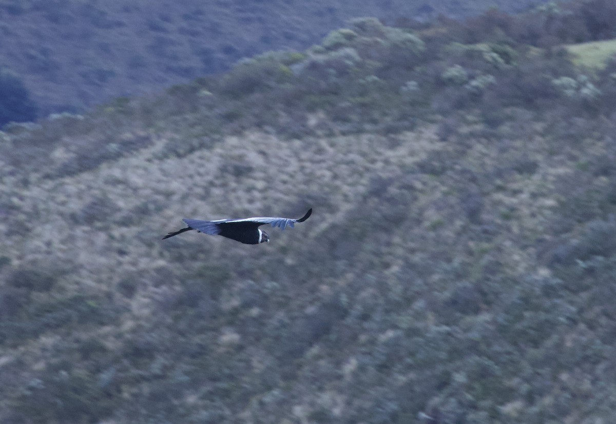 Andean Condor - ML641949616