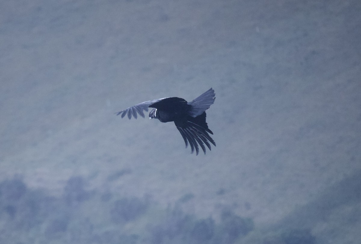 Andean Condor - ML641949617