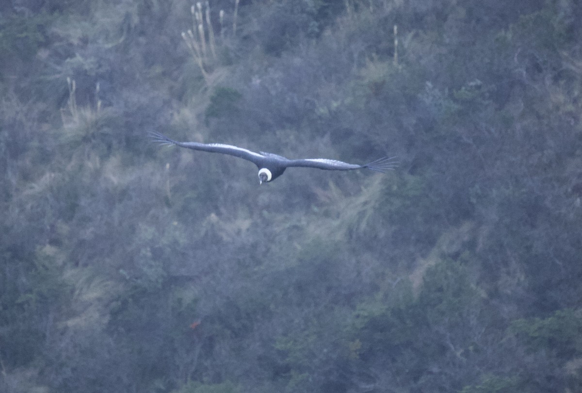 Andean Condor - ML641949618