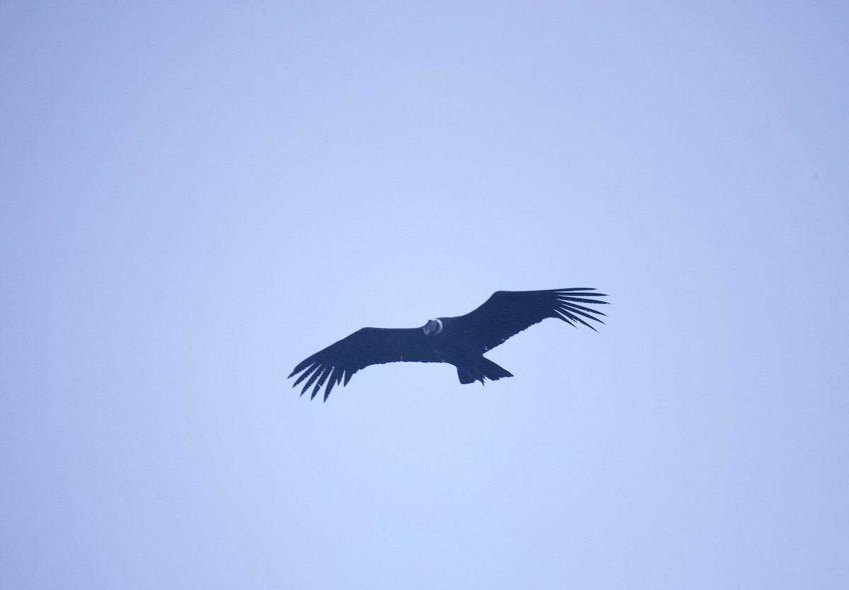 Andean Condor - ML641949619