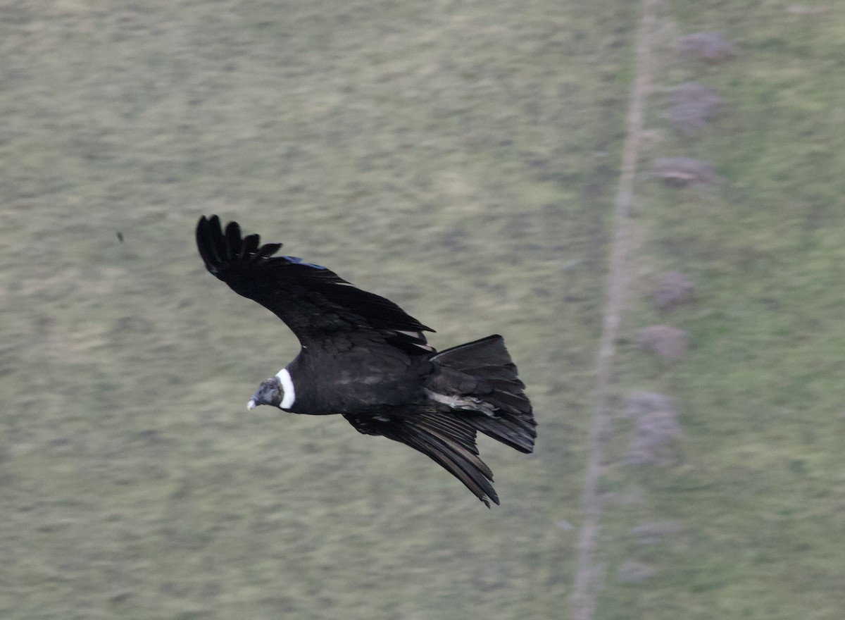Andean Condor - ML641949620
