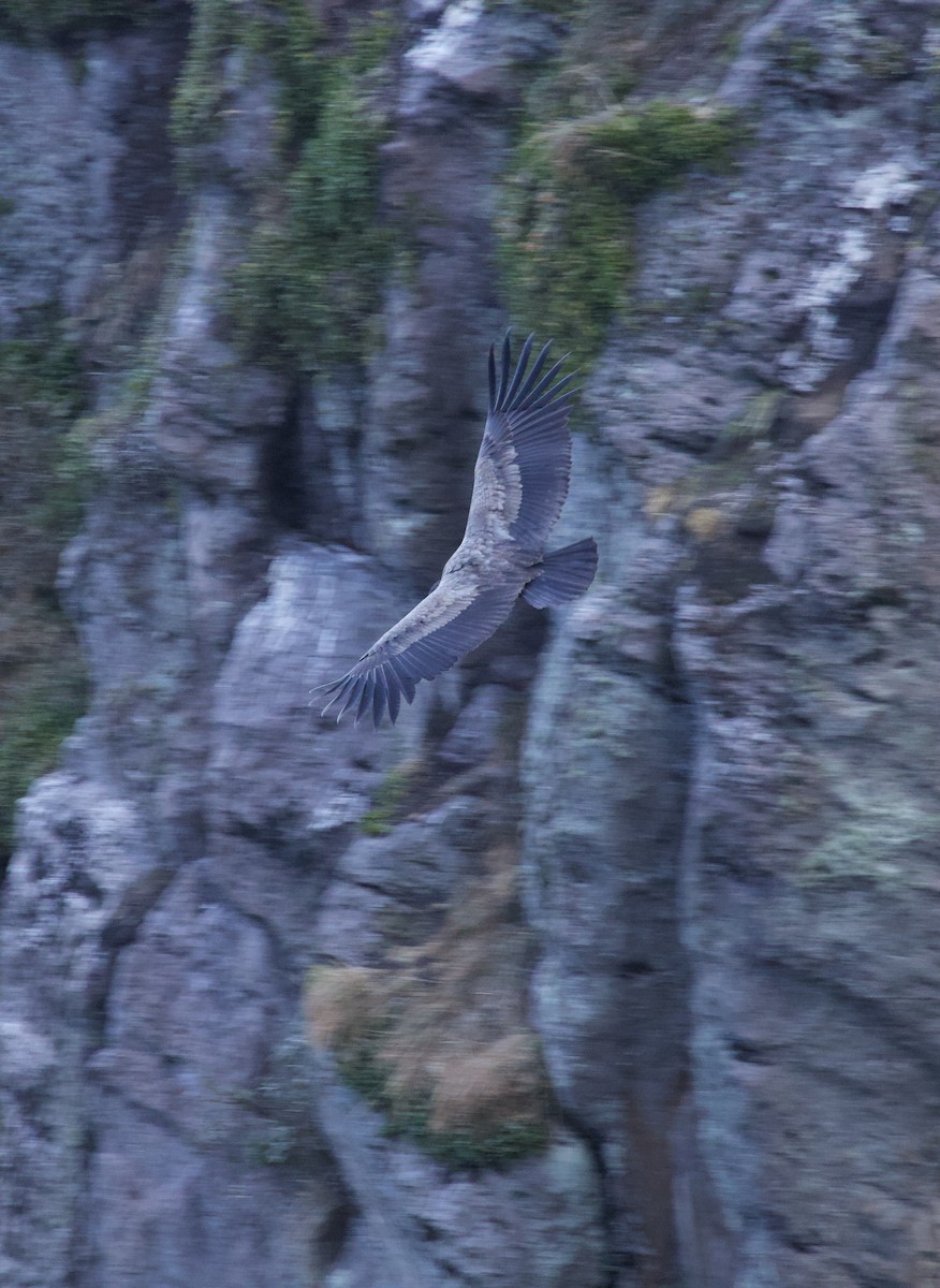 Andean Condor - ML641949621