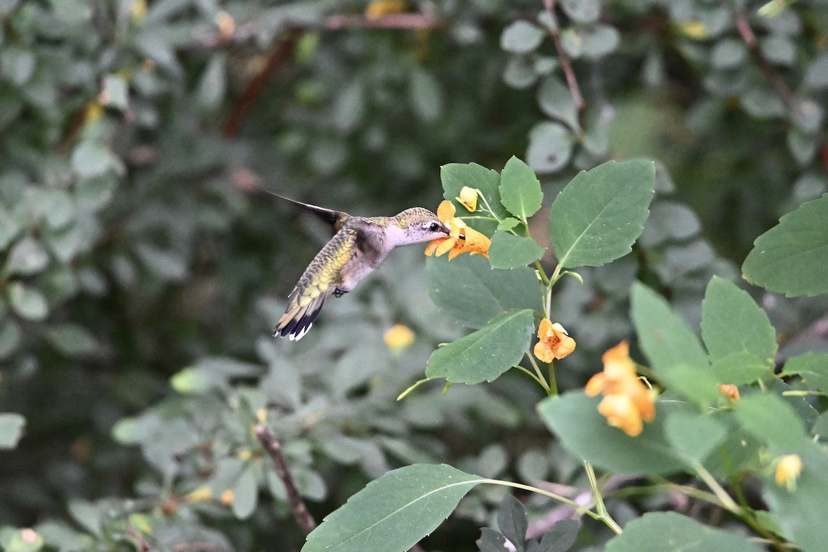Ruby-throated Hummingbird - ML641949642