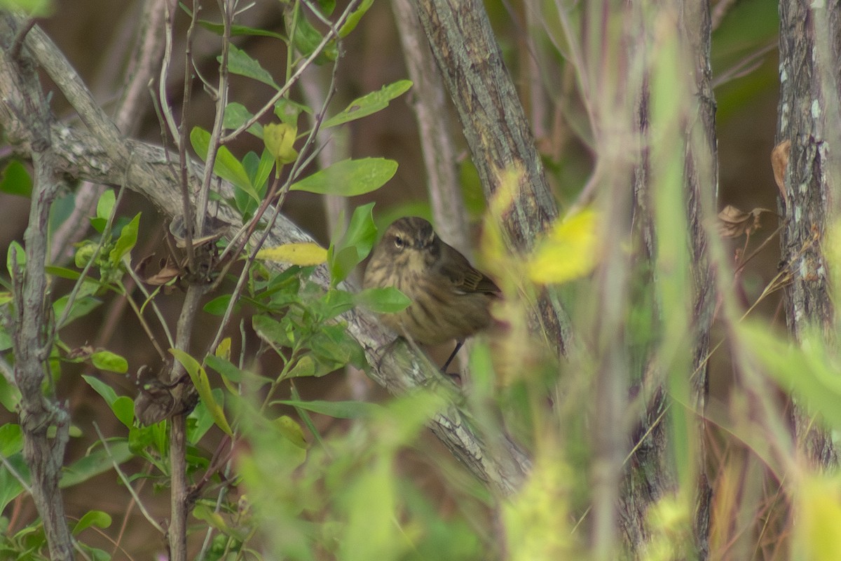 Palm Warbler - ML641949643