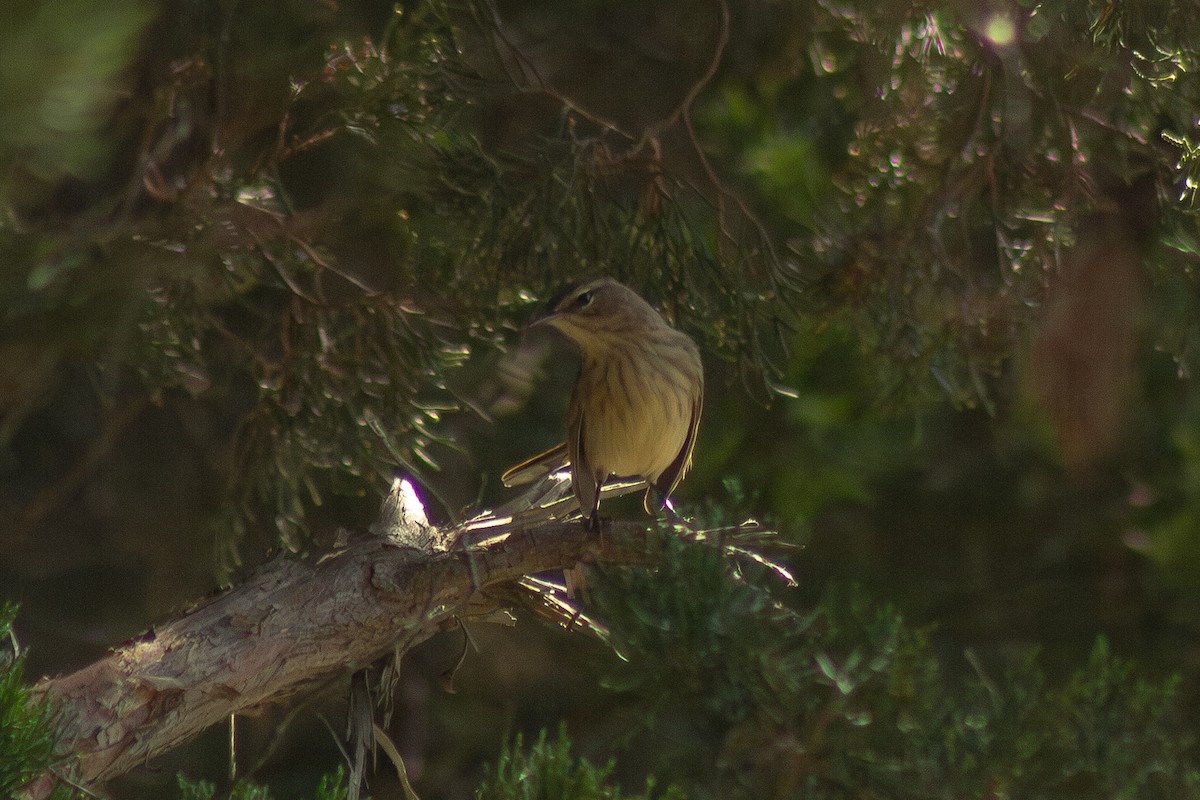 Palm Warbler - ML641949644