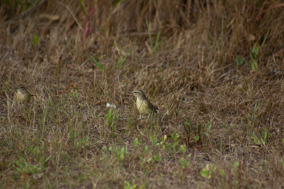 Palm Warbler - ML641949645