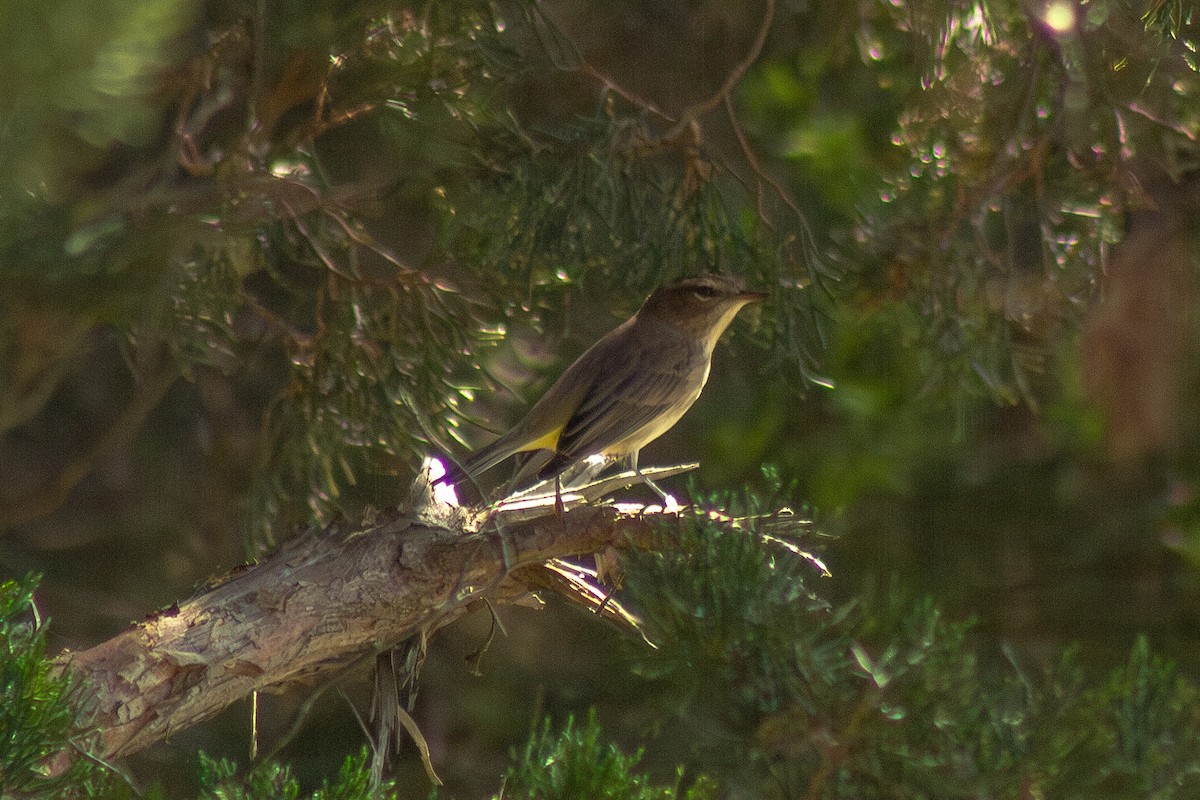 Palm Warbler - ML641949646