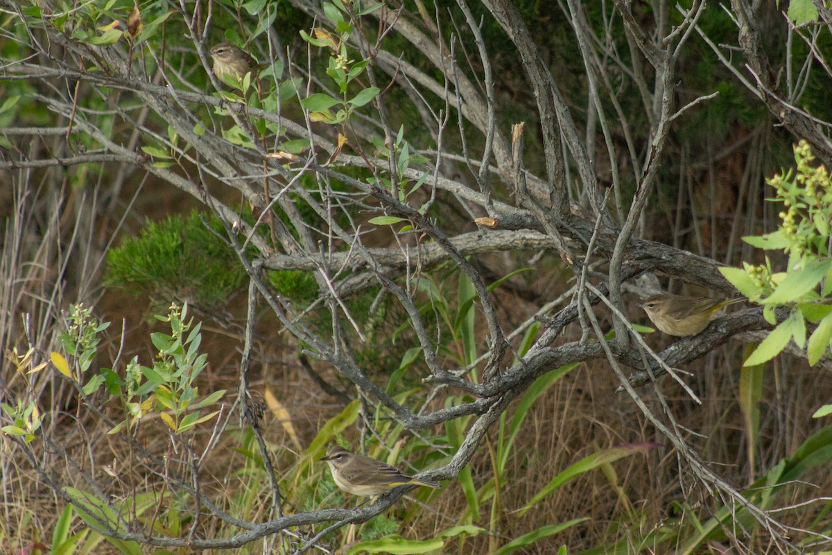 Palm Warbler - ML641949648
