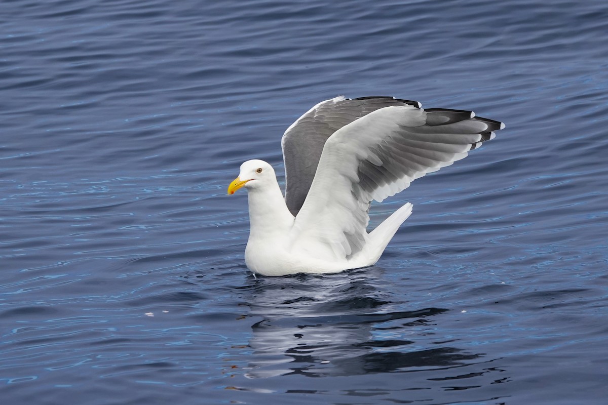 Western Gull - ML641949653