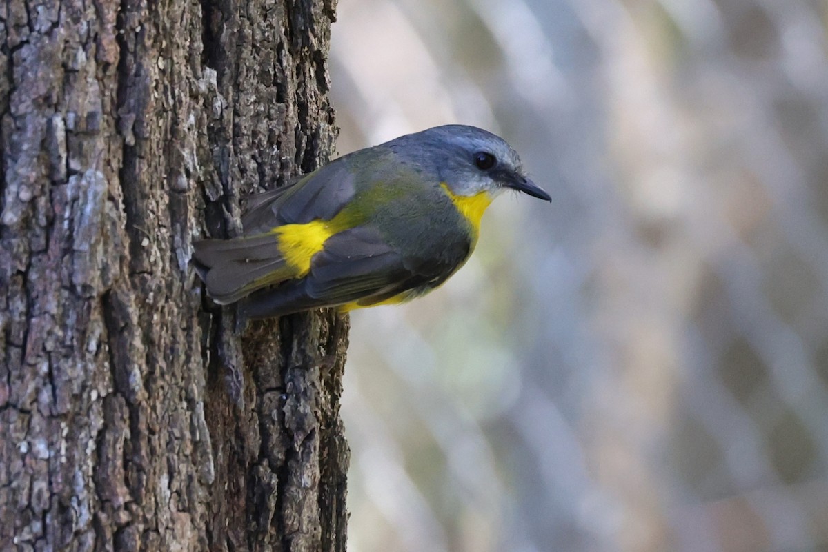 Eastern Yellow Robin - ML641949654