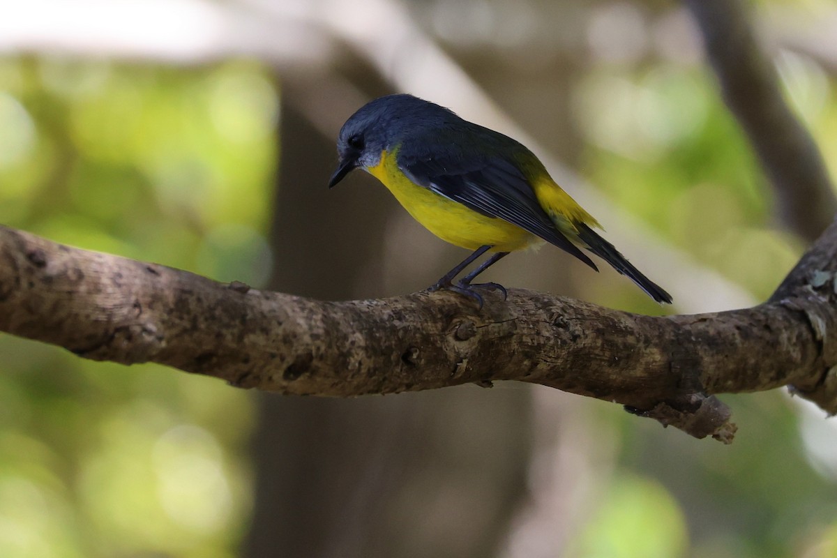 Eastern Yellow Robin - ML641949655