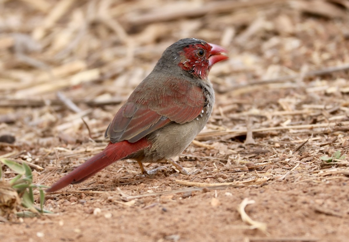 Crimson Finch - ML641949657