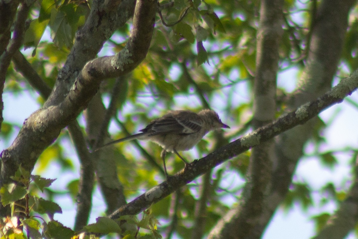 Northern Mockingbird - ML641949661