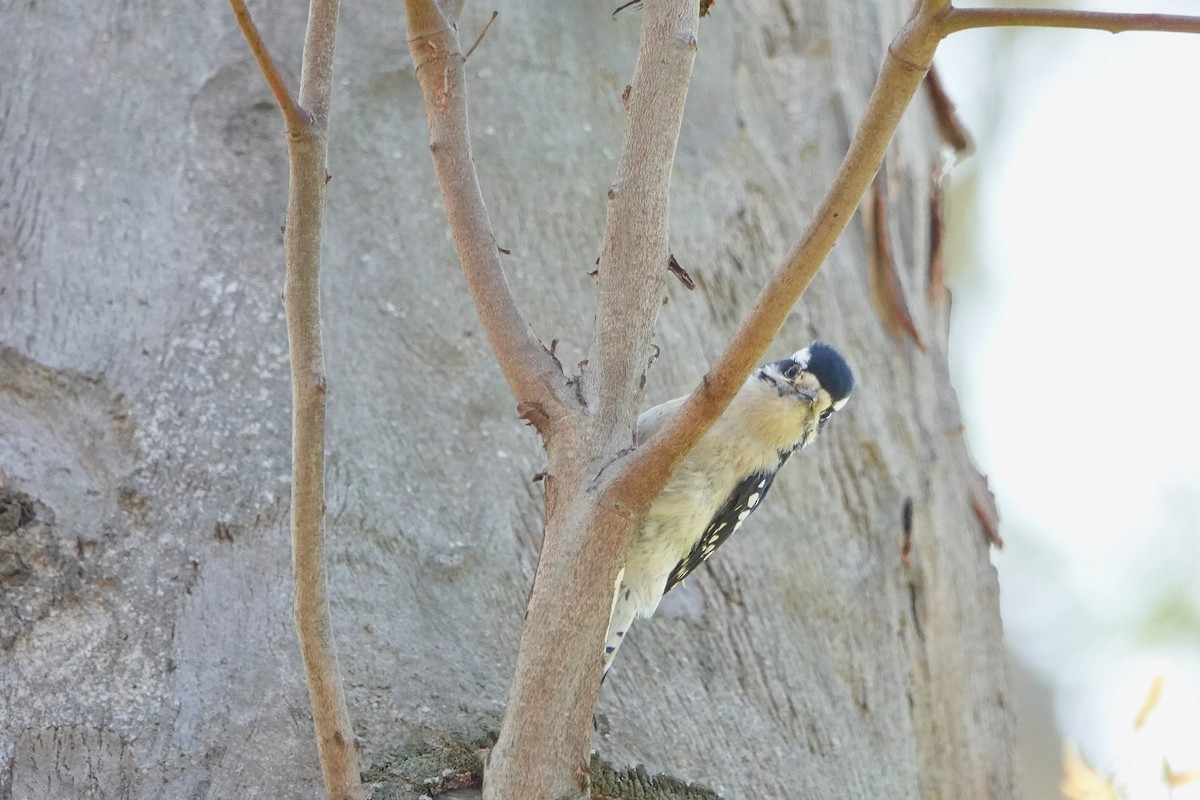 Downy Woodpecker - ML641949662