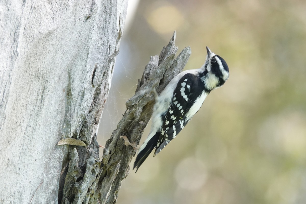 Downy Woodpecker - ML641949663
