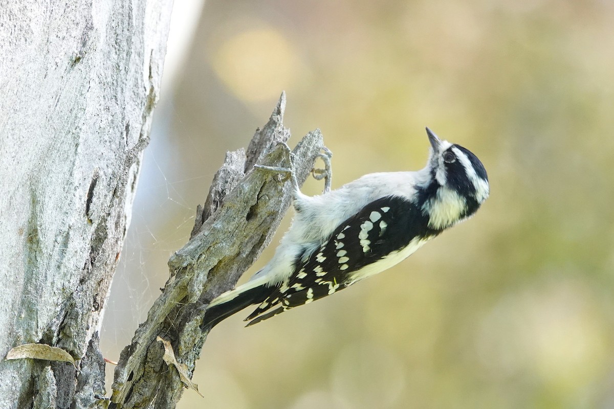 Downy Woodpecker - ML641949664