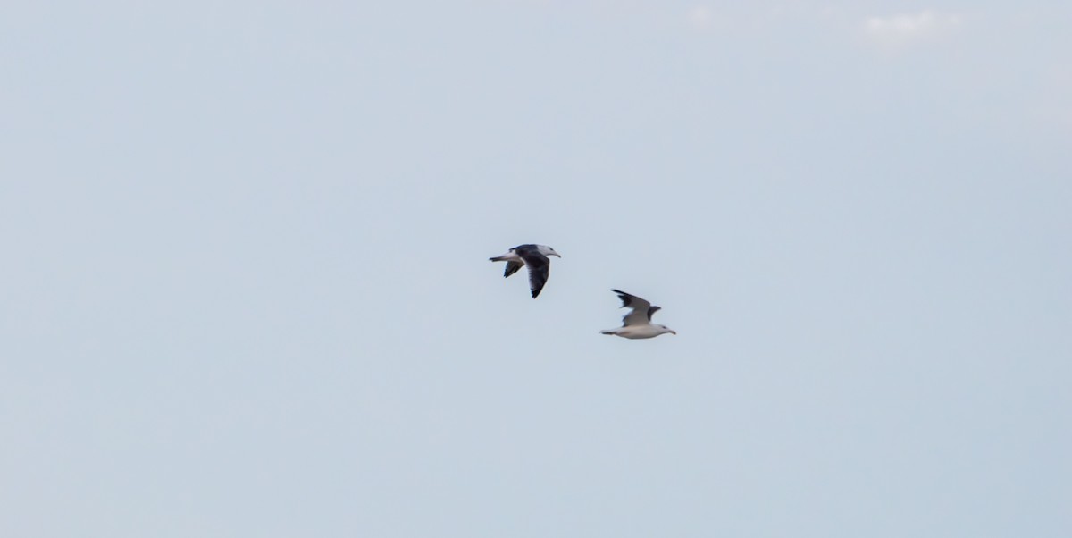 Great Black-backed Gull - ML641949666