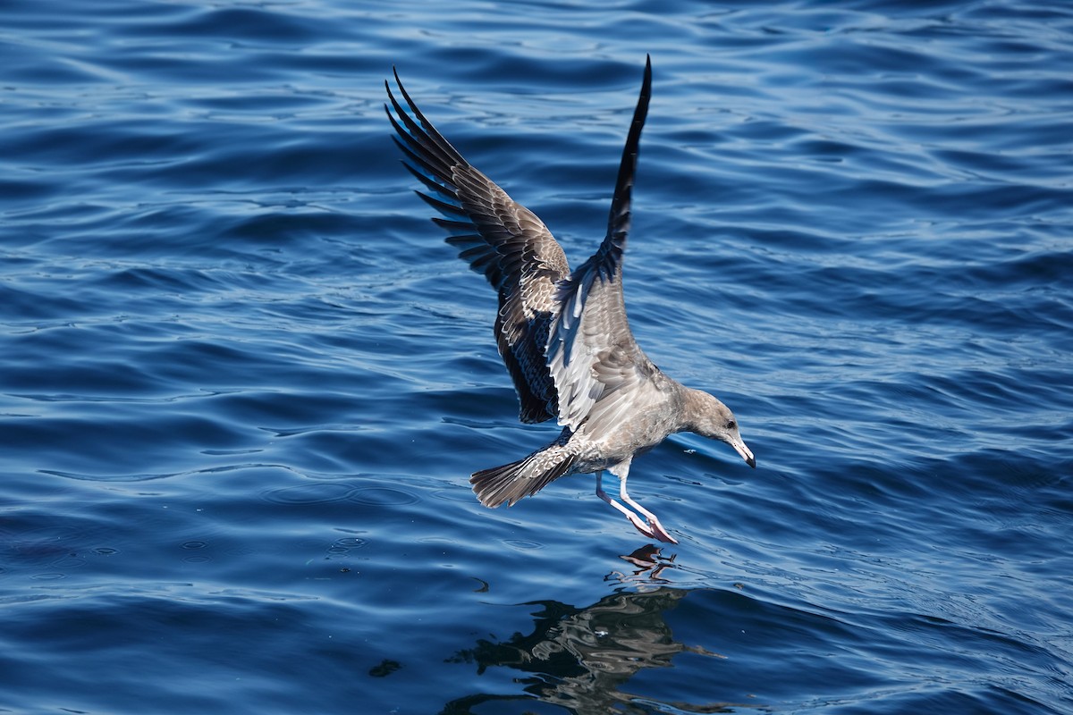 California Gull - ML641949668