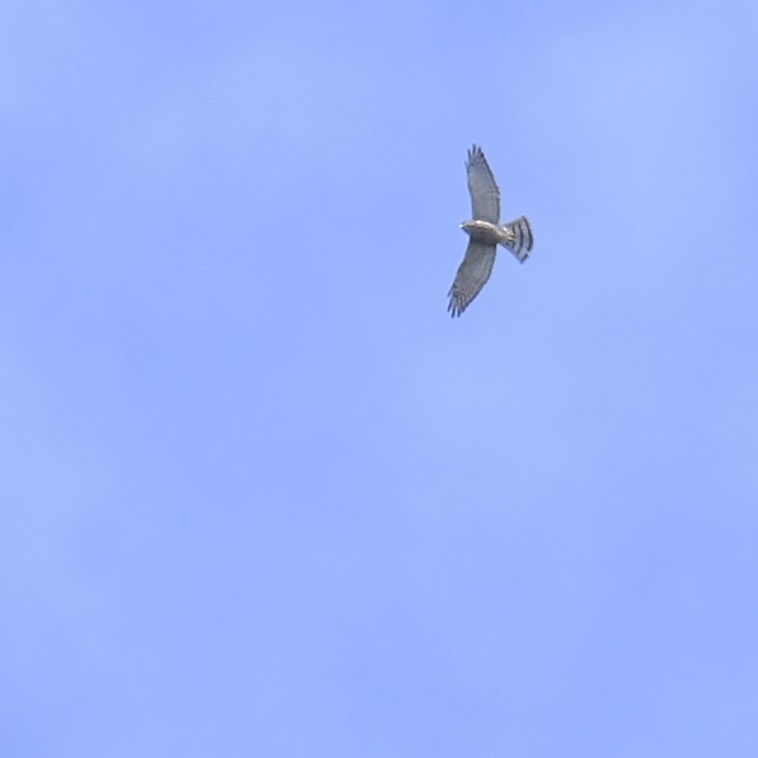 Chinese Sparrowhawk - ML641949671