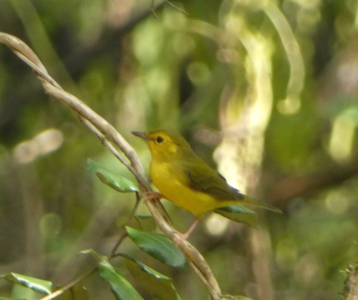 Yellow-throated Vireo - ML641949672