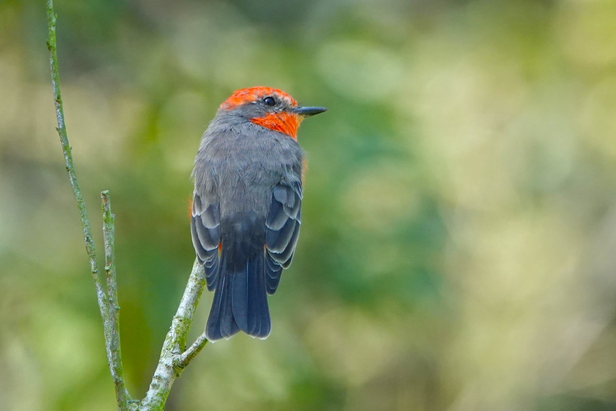 Vermilion Flycatcher - ML641949673