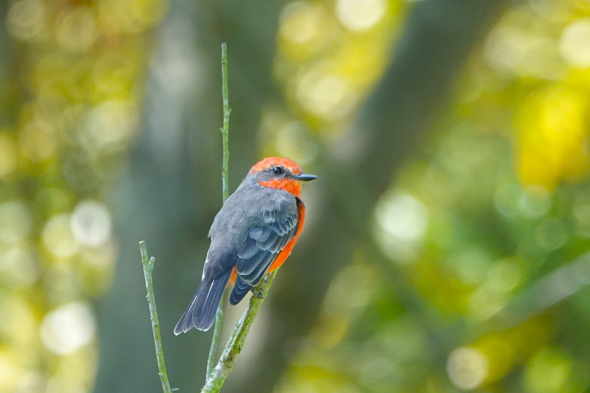 Vermilion Flycatcher - ML641949675