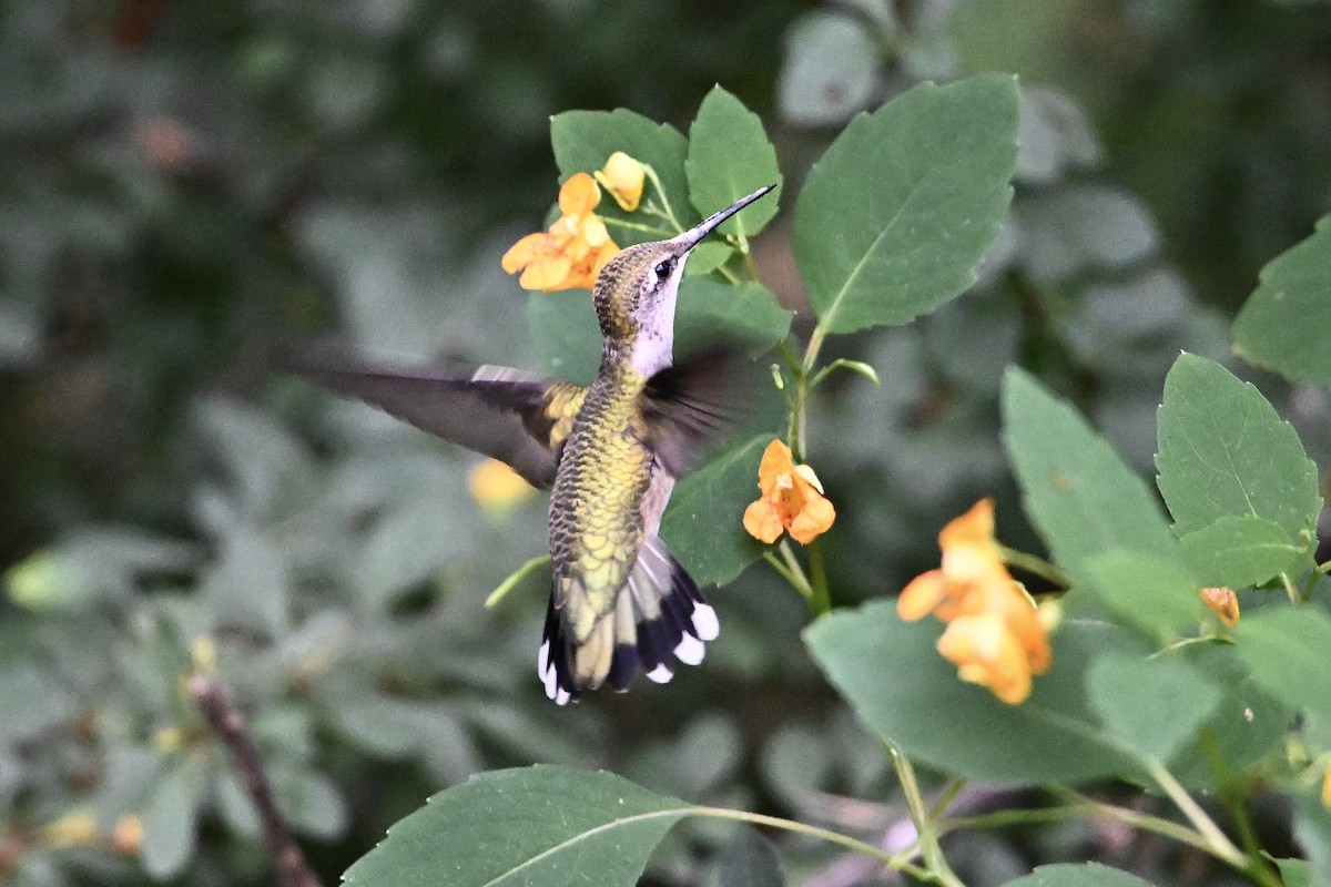 Ruby-throated Hummingbird - ML641949676