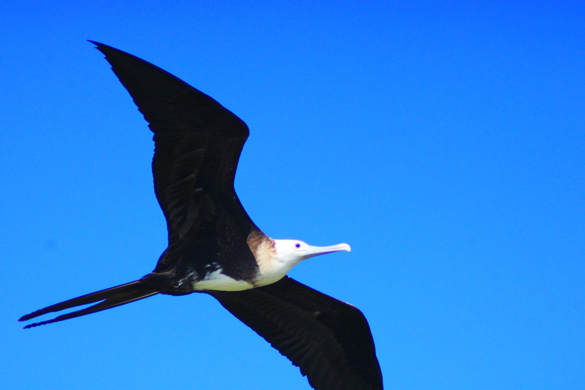 Magnificent Frigatebird - ML641949677