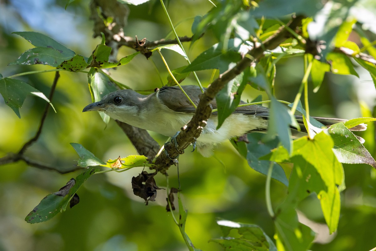 Yellow-billed Cuckoo - ML641949691