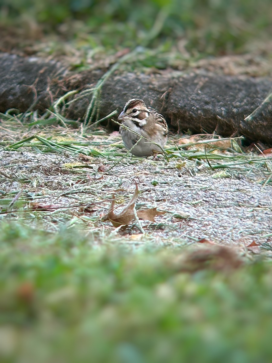 Lark Sparrow - ML641949702