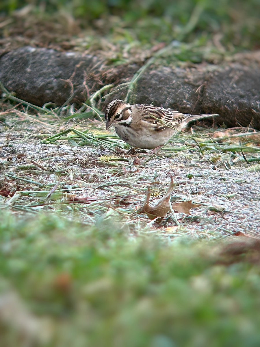 Lark Sparrow - ML641949703