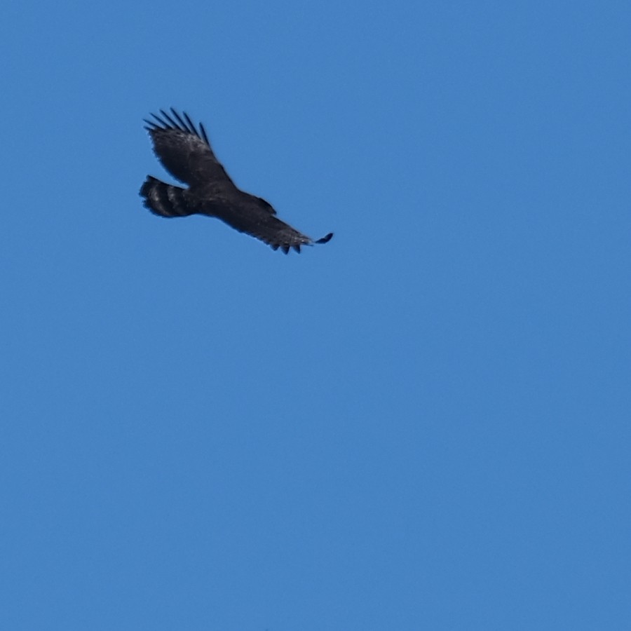 Crested Serpent-Eagle - ML641949717