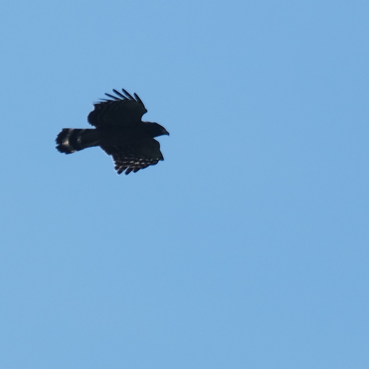 Crested Serpent-Eagle - ML641949718