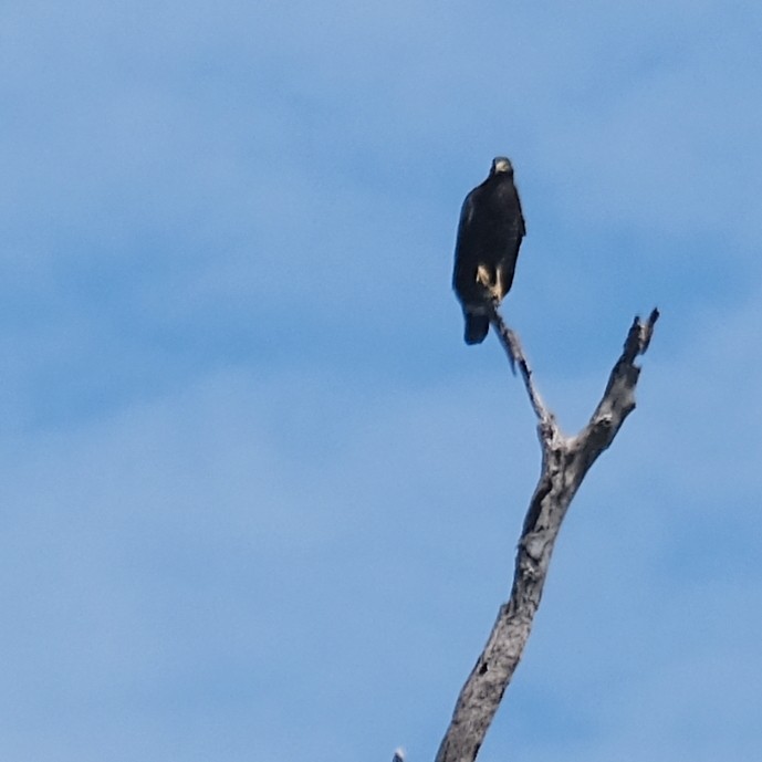 Crested Serpent-Eagle - ML641949719