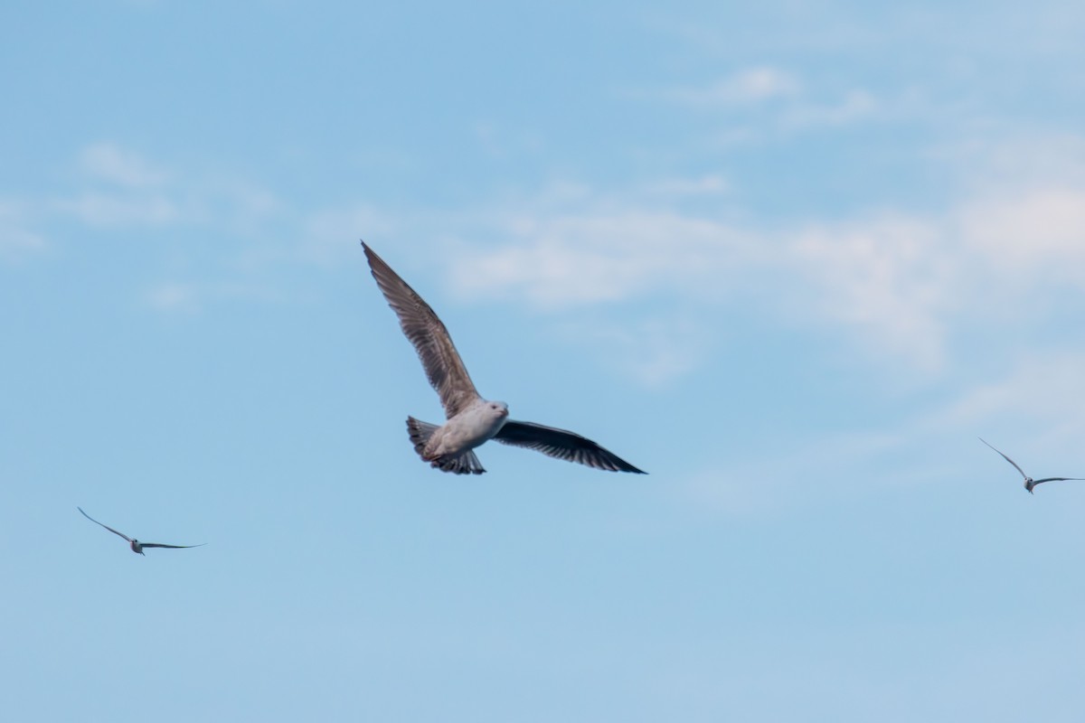 Gaviota Sombría - ML641949726
