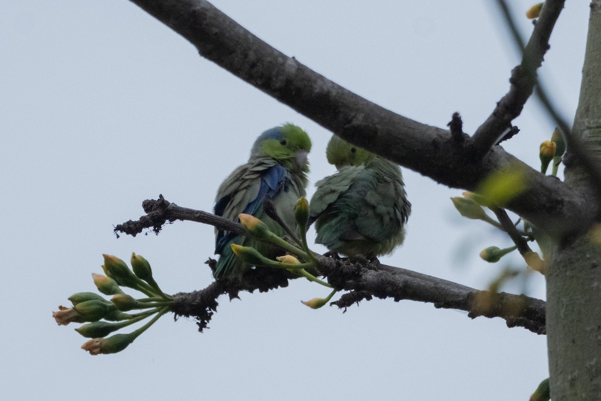 Pacific Parrotlet - ML641949763